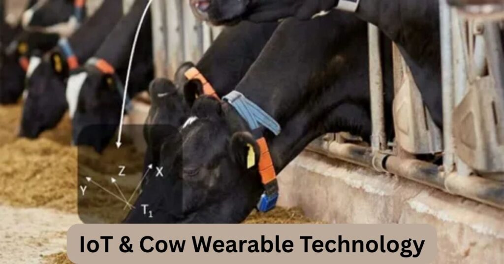 Cow wearing IoT smart collar and ear tag for health monitoring in modern dairy farm.
