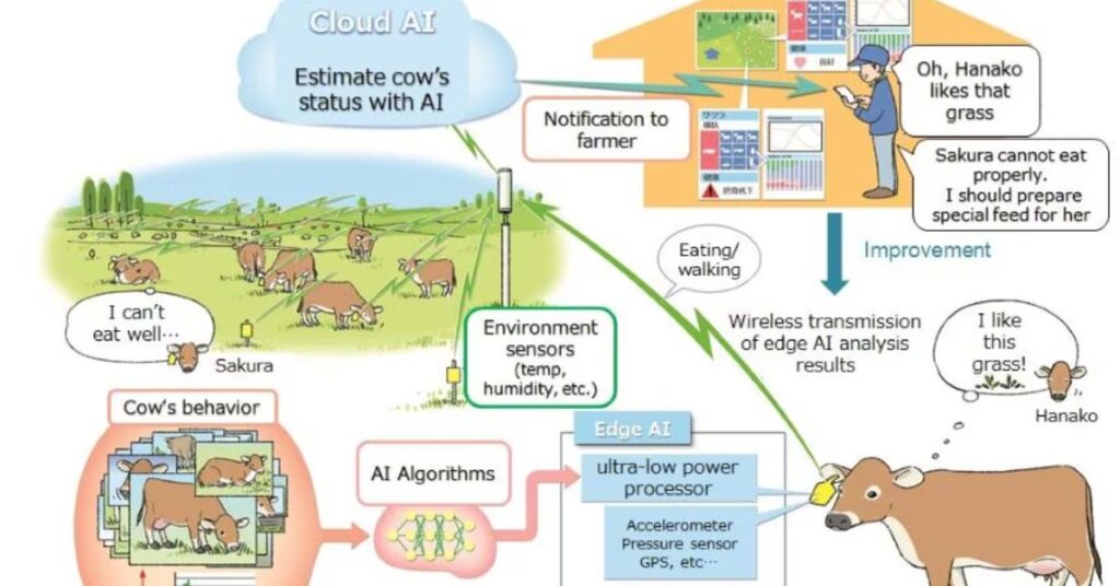 IoT and Cow Wearable Technology