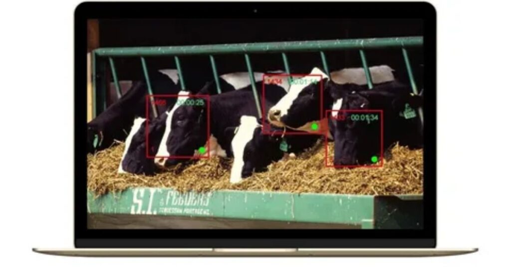 Biometric recognition system scanning dairy cow muzzle.