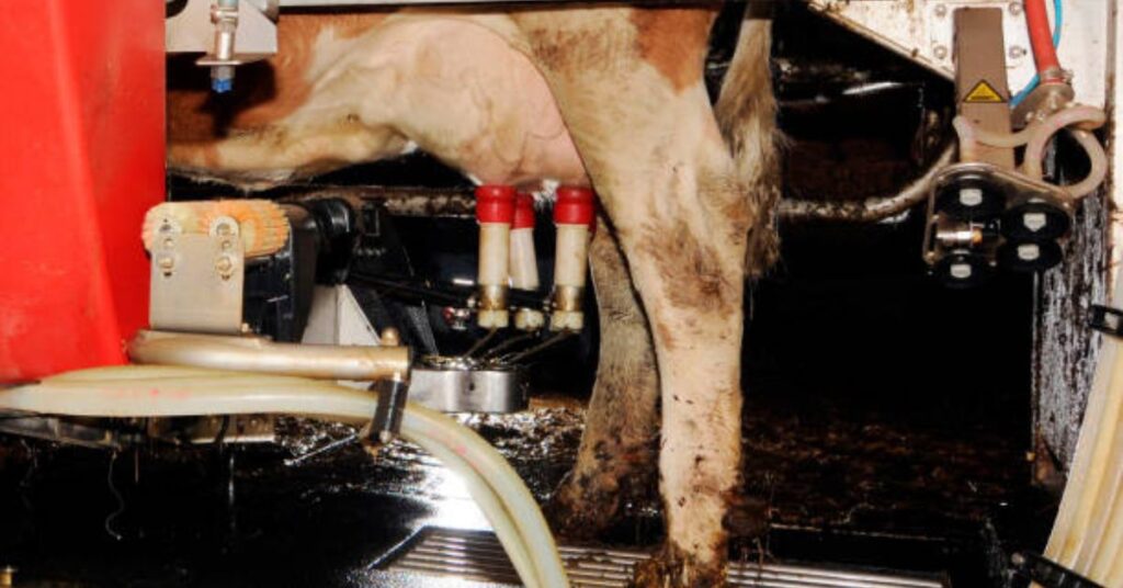 Automated milking robots in precision livestock farming 2025