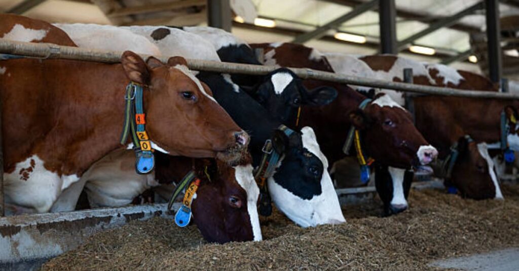 IoT wearable device tracking cow health and activity