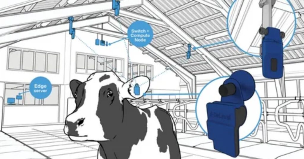 Wearable collar sensor monitoring cow temperature, rumination, and activity on a dairy farm