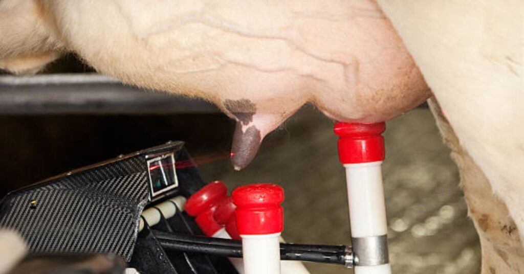 Automatic milking system using sensors and AI technology