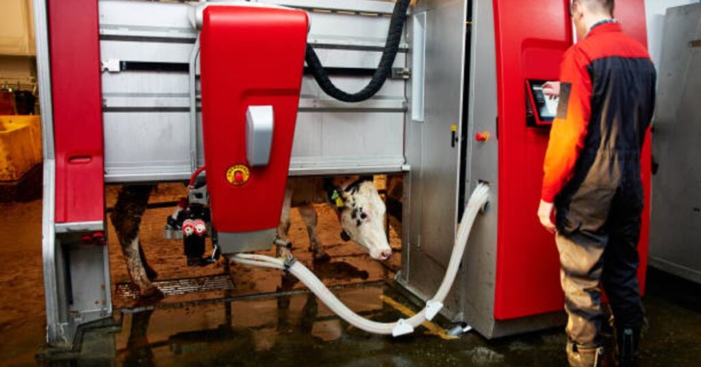 Robotic arm attaching milking cups to cow teats automatically