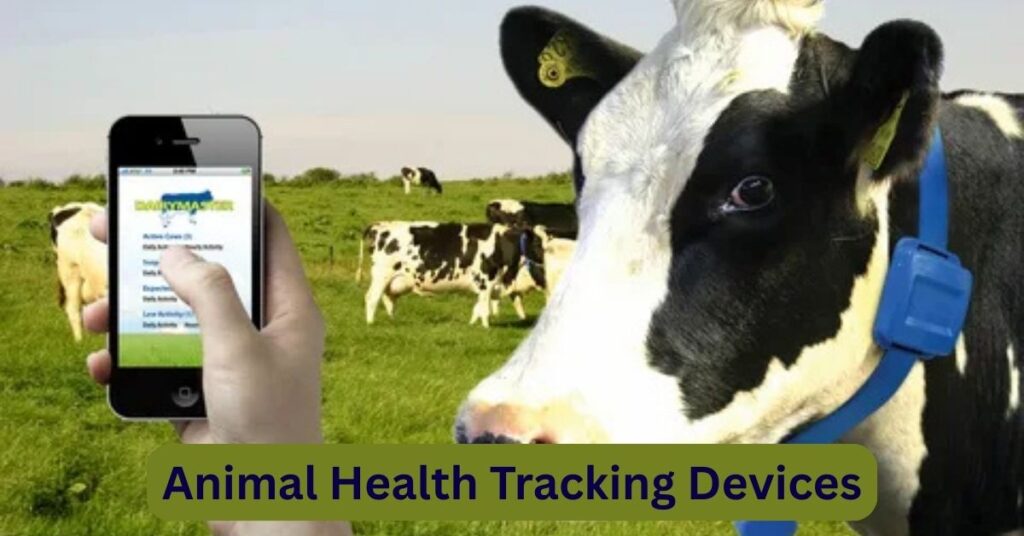 Smart AI-powered animal health tracking device used on a cow for livestock monitoring in 2025.