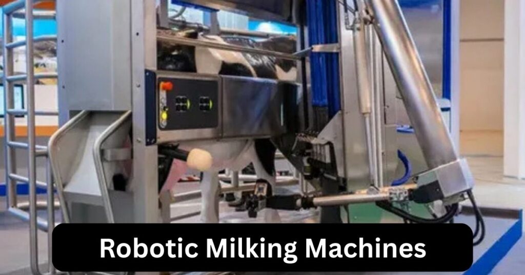 Cow being milked with robotic milking machine in a modern dairy farm 2025