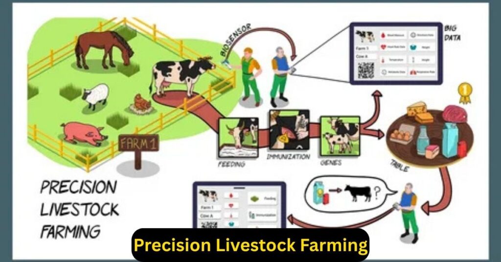 Precision livestock farming infrastructure with sensors and automation