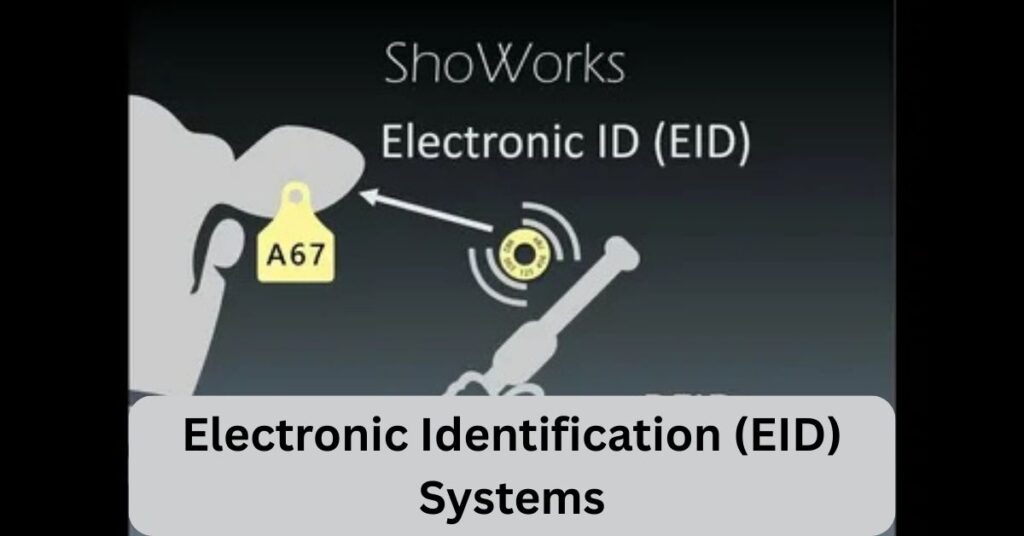 Dairy farmer using Electronic Identification (EID) system with RFID ear tags and digital dashboard to monitor herd health, milk yield, and feeding patterns in 2025 smart dairy farm.