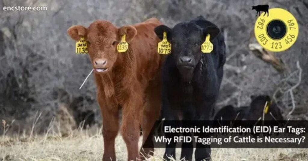 RFID ear tag used in dairy cow for electronic identification.
