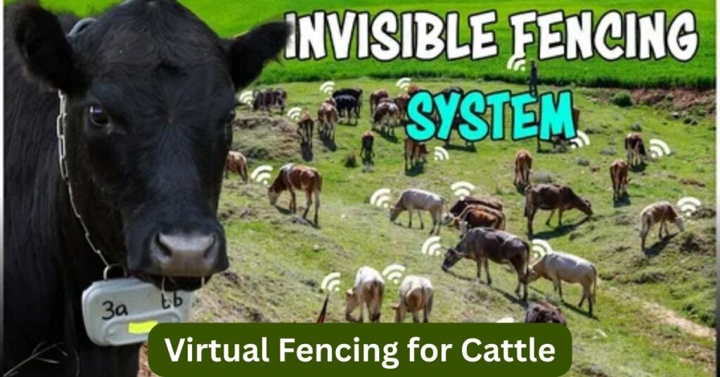 Modern Automation in Dairy Farms