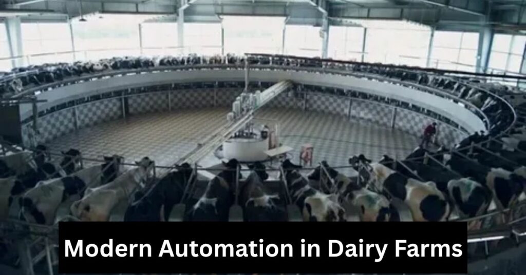 Modern dairy farm using virtual fencing collars and robotic feed pusher in barn (2025)